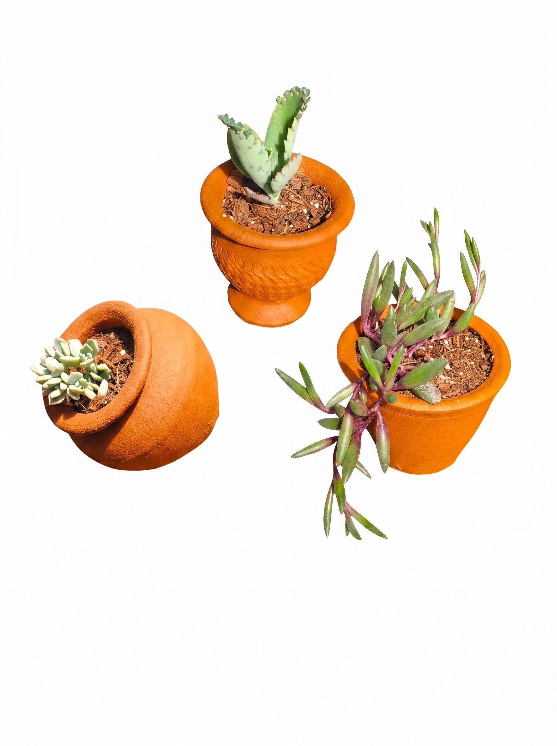 Macetero Greda 7 x 8 Cn Pack 10 Un-3