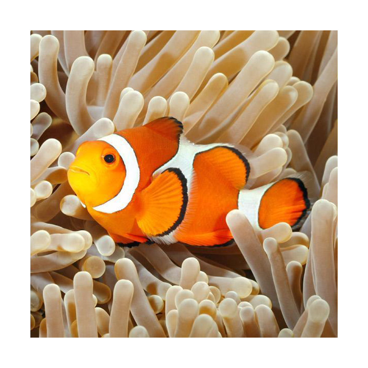 Linterna Proyector Animales Marinos Eureka-3