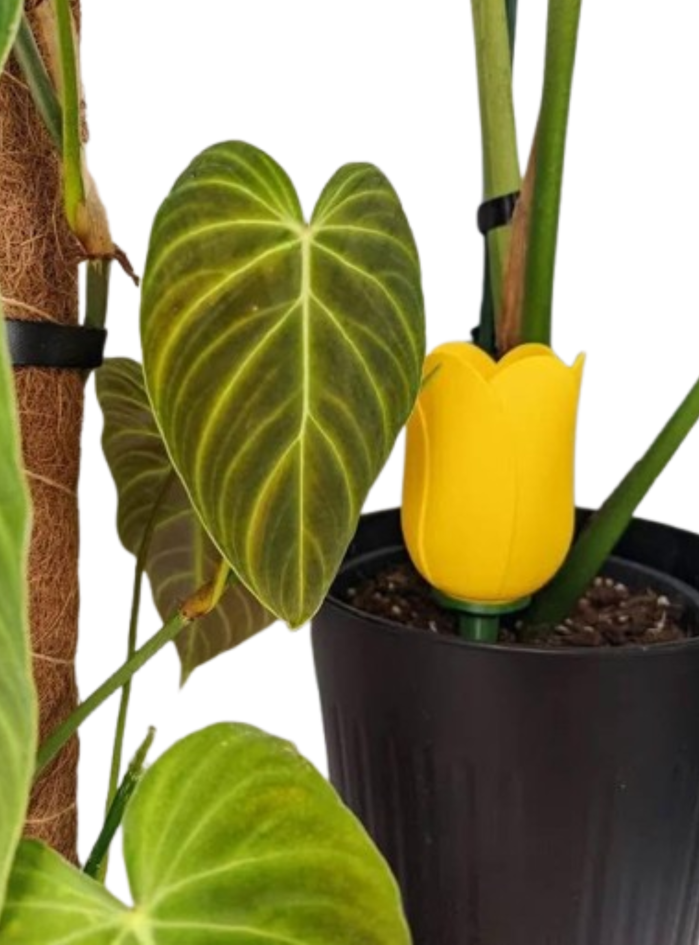 Globo de riego para platas - Tulipán-1