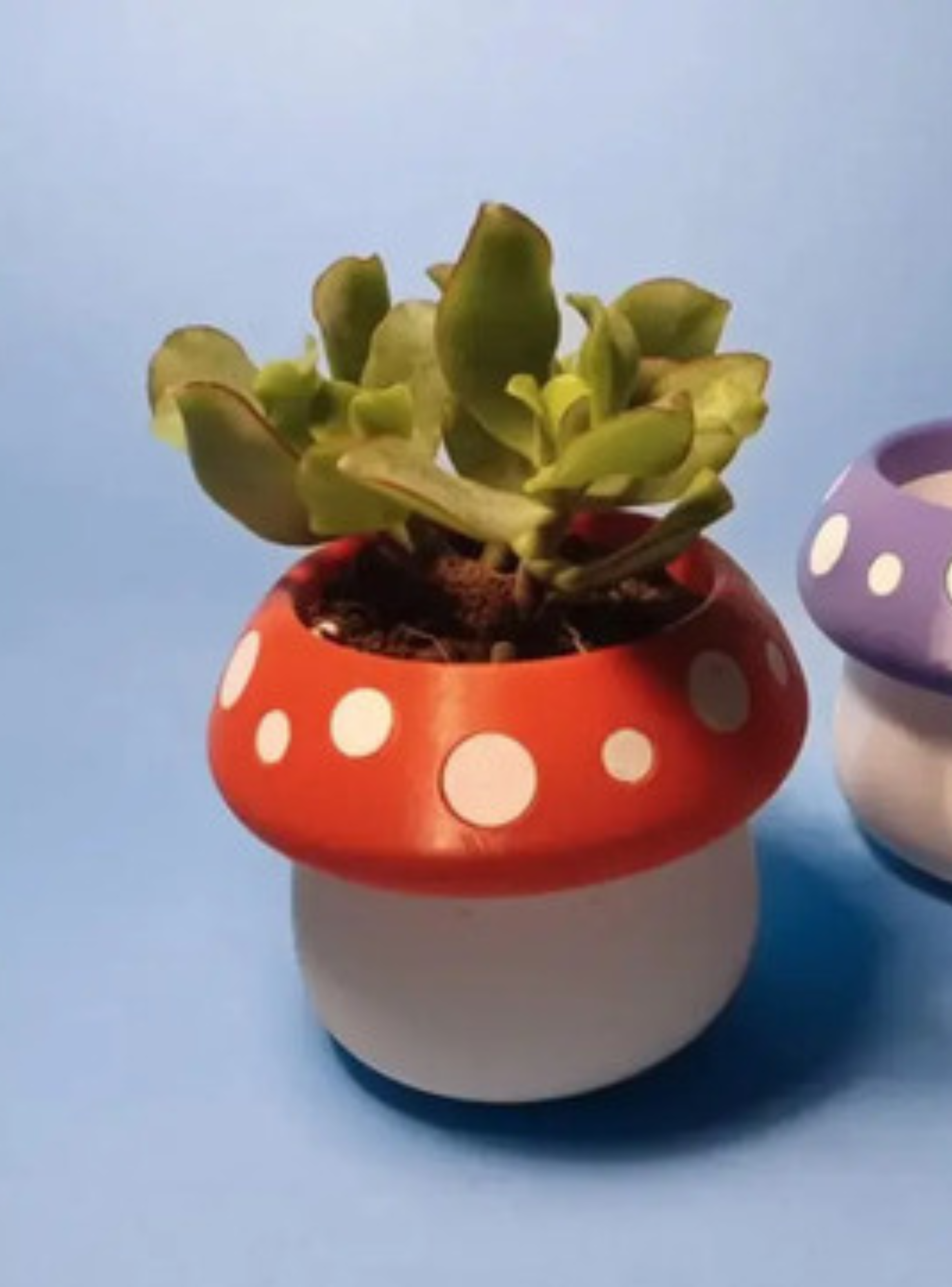 Mini maceta - Honguito-2
