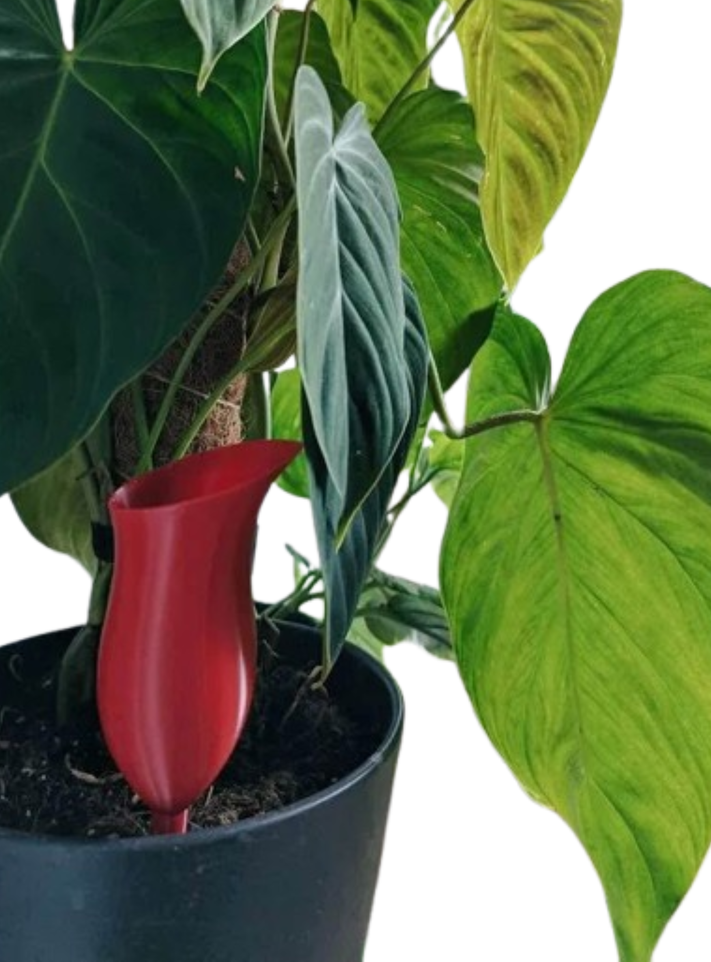 Globo de riego para platas - Jarra-0