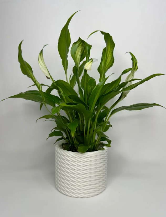 Macetero de cuerda-2