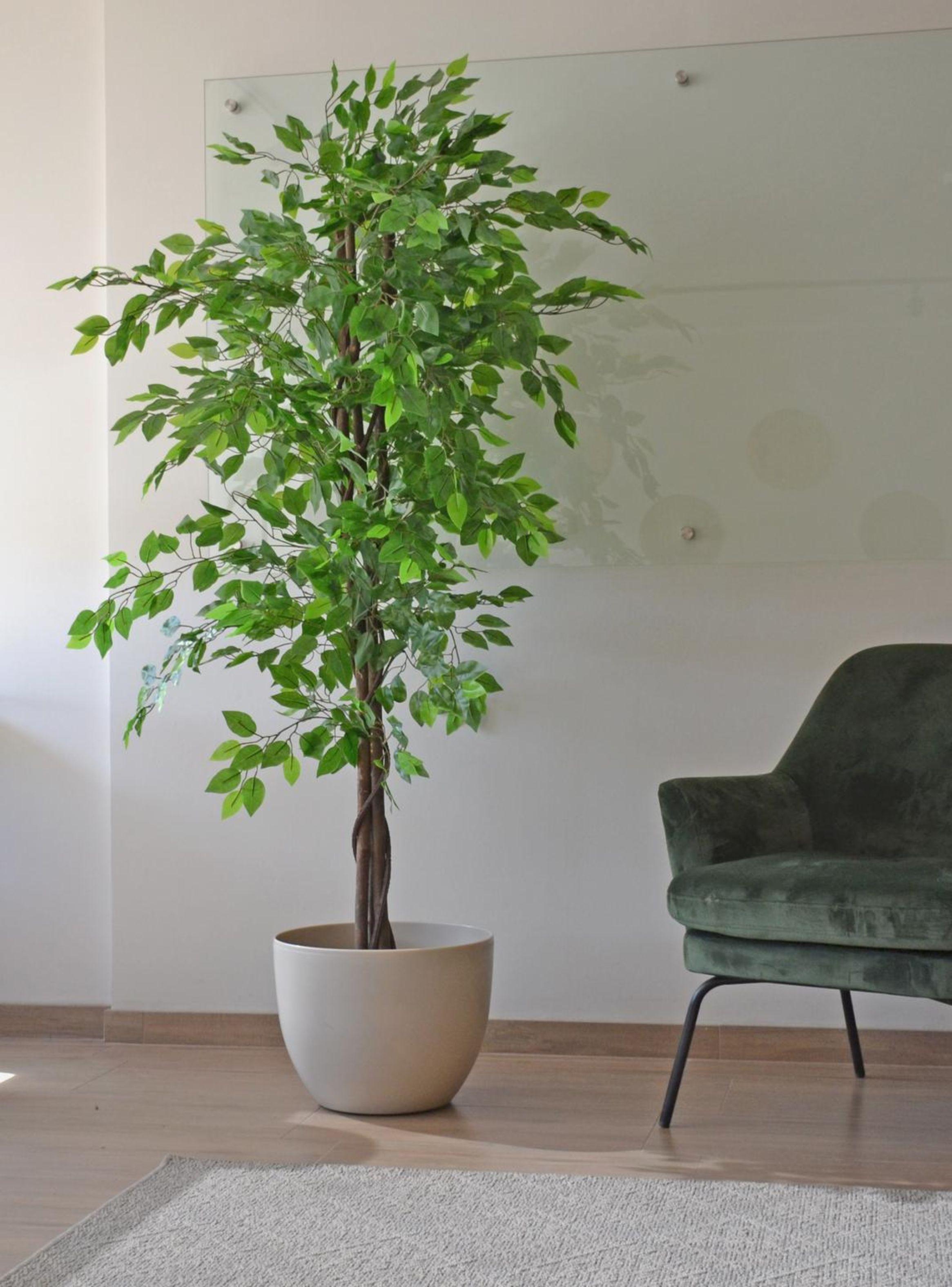 Ficus Decorativo 180 cm - 1180 Hojas p/ Interior y Terraza-0