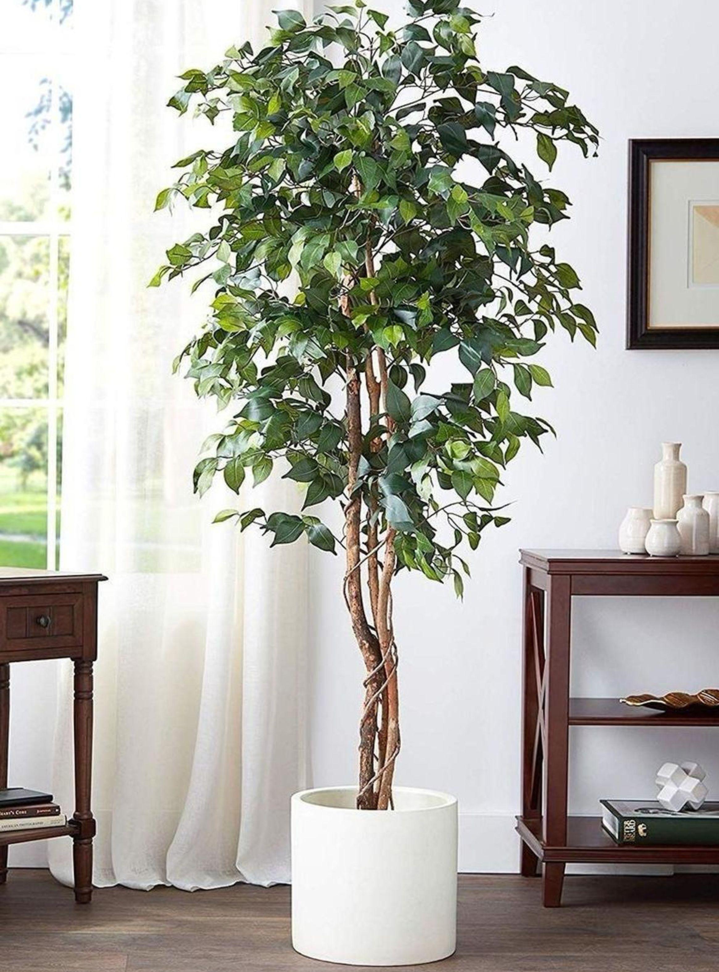Ficus Decorativo 180 cm - 1180 Hojas p/ Interior y Terraza-1