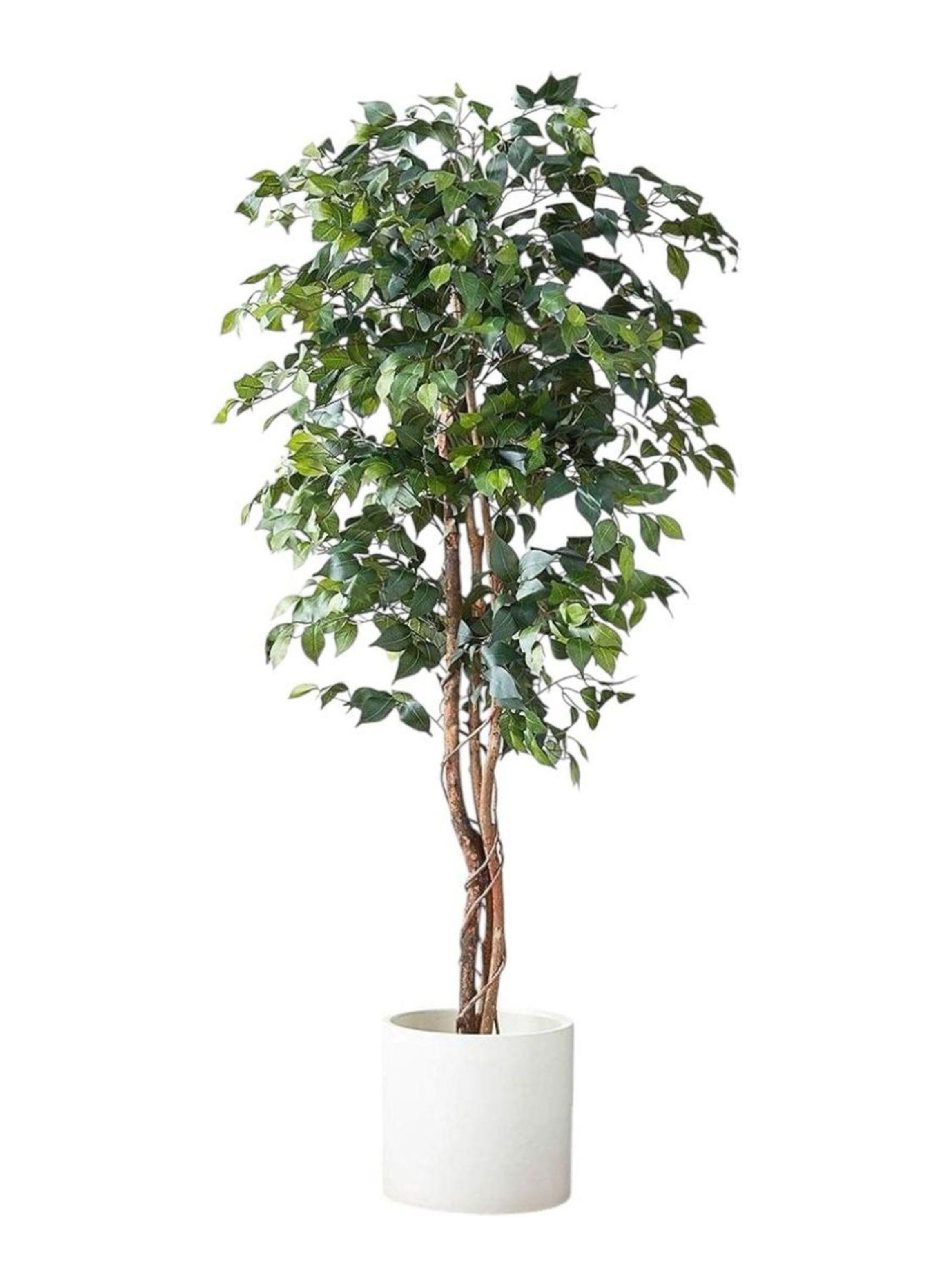 Ficus Decorativo 180 cm - 1180 Hojas p/ Interior y Terraza-2