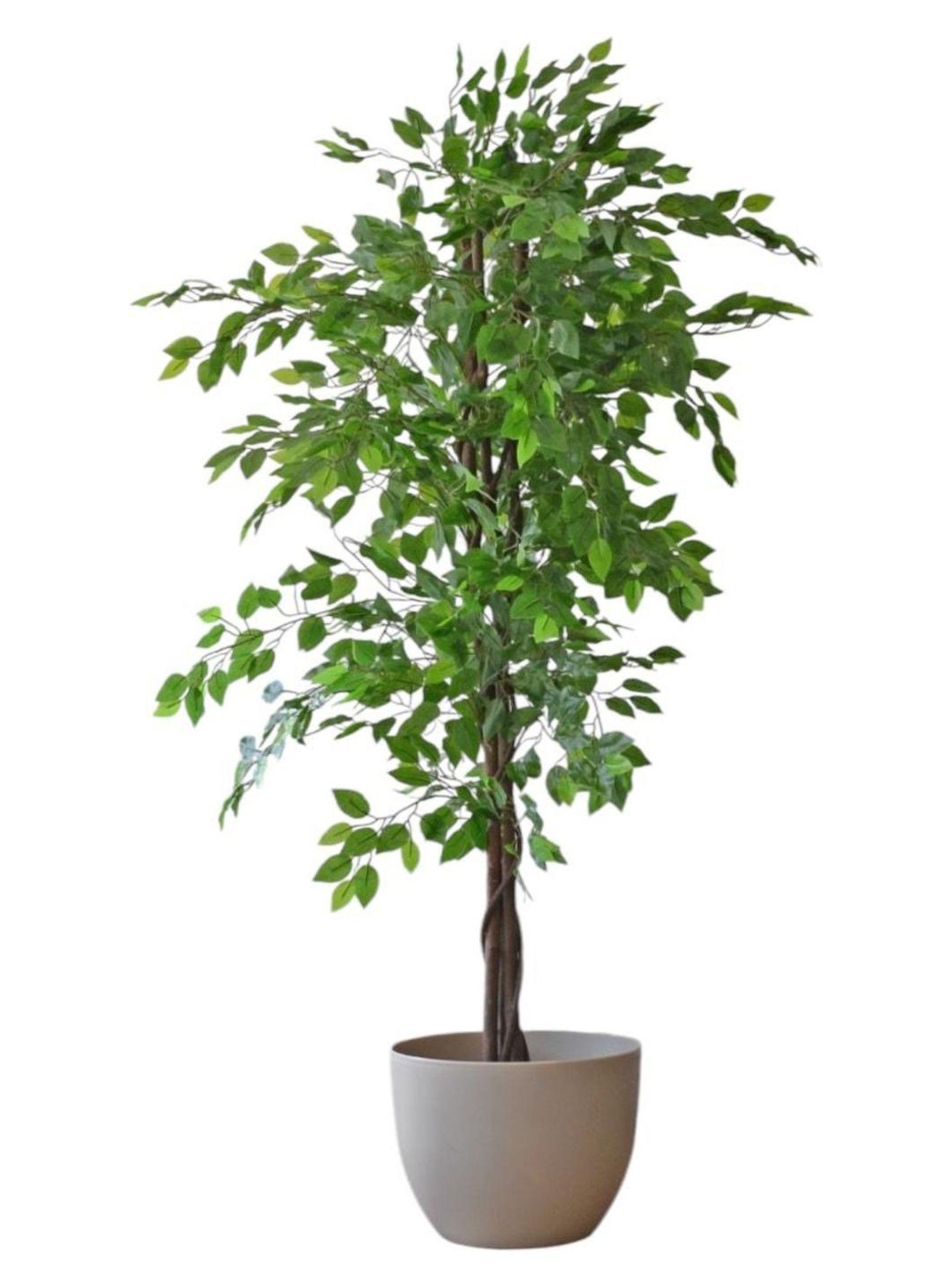 Ficus Decorativo 180 cm - 1180 Hojas p/ Interior y Terraza-3