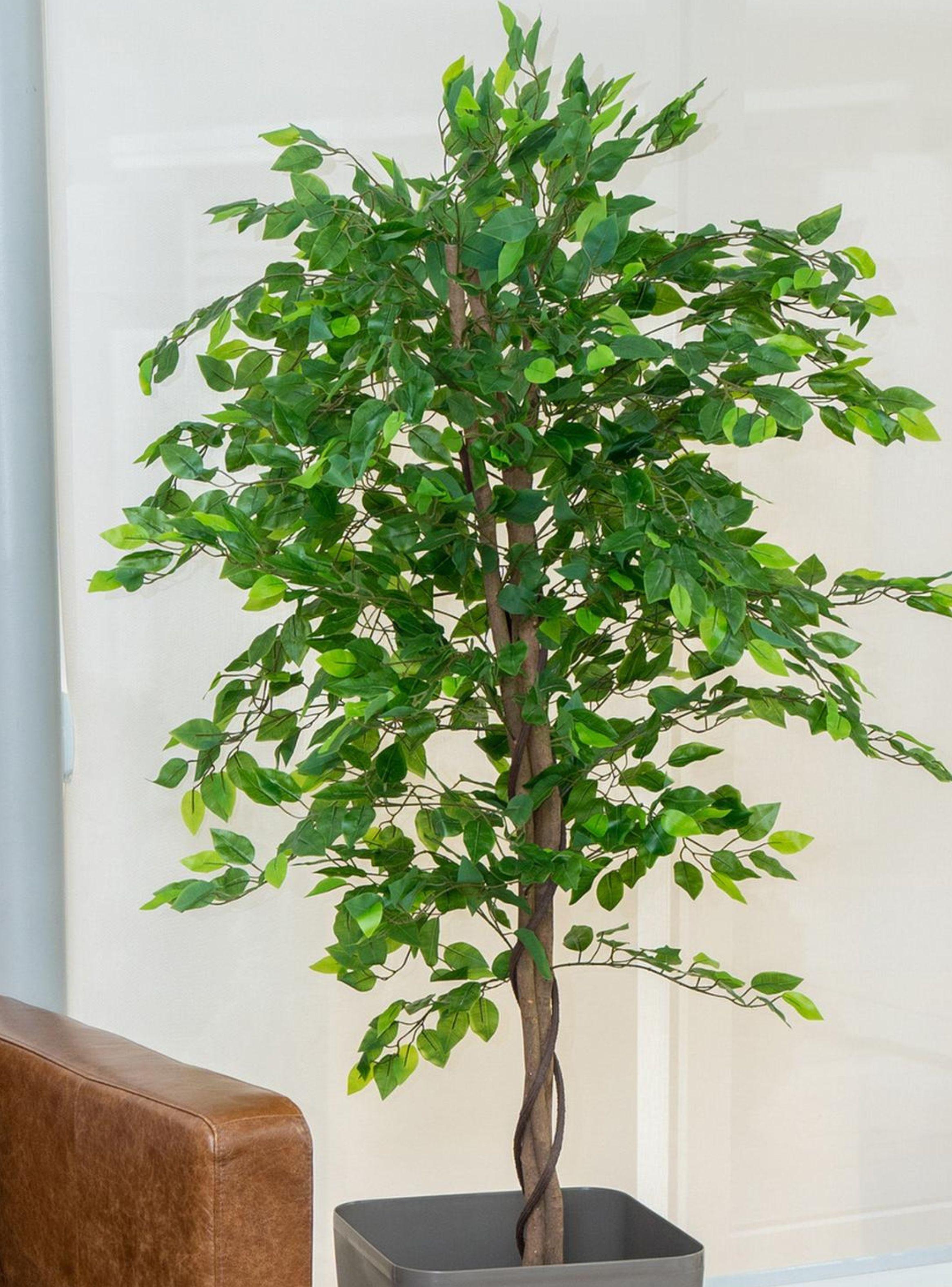 Ficus Decorativo 180 cm - 1180 Hojas p/ Interior y Terraza-4