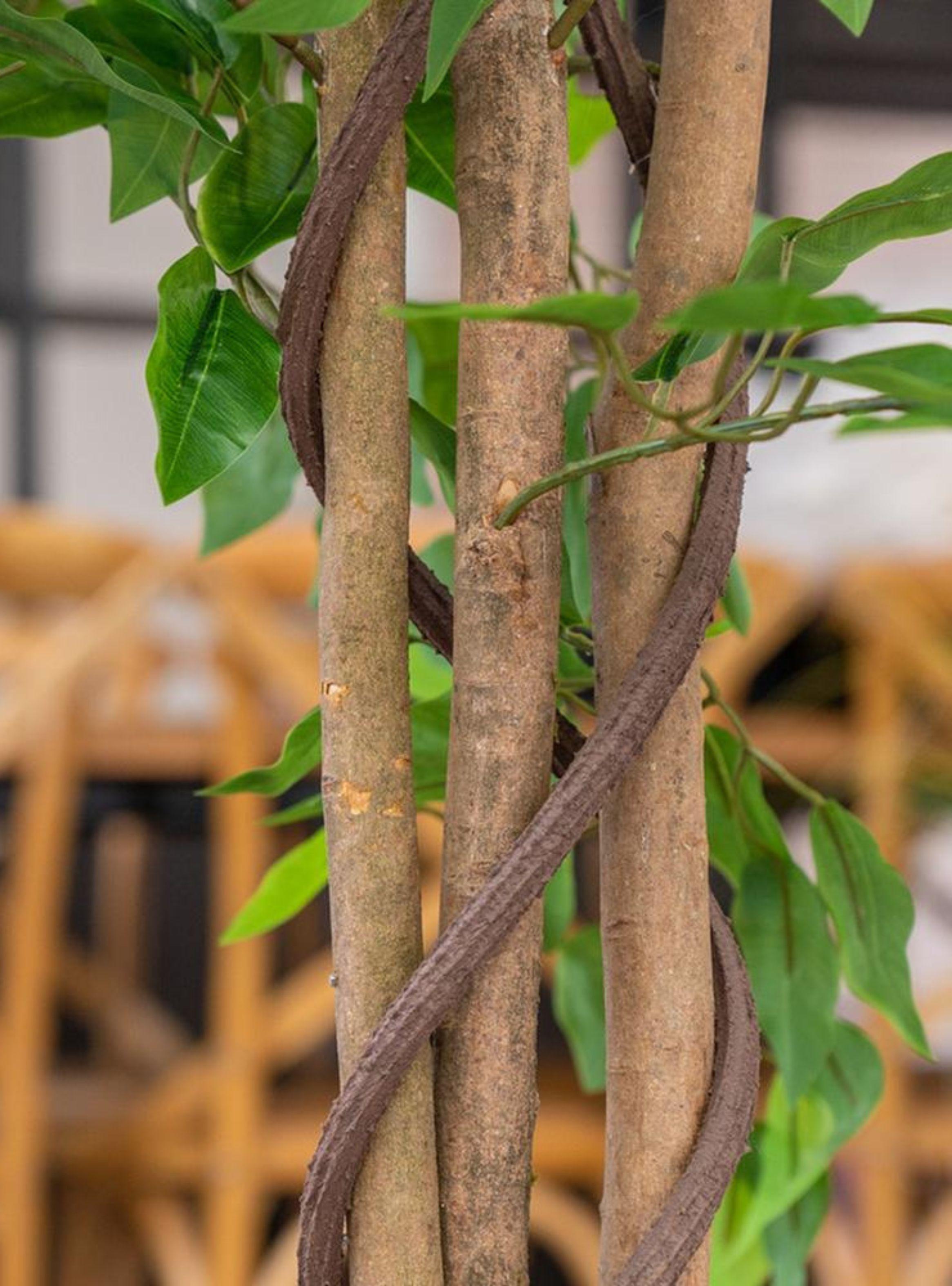 Ficus Decorativo 180 cm - 1180 Hojas p/ Interior y Terraza-6