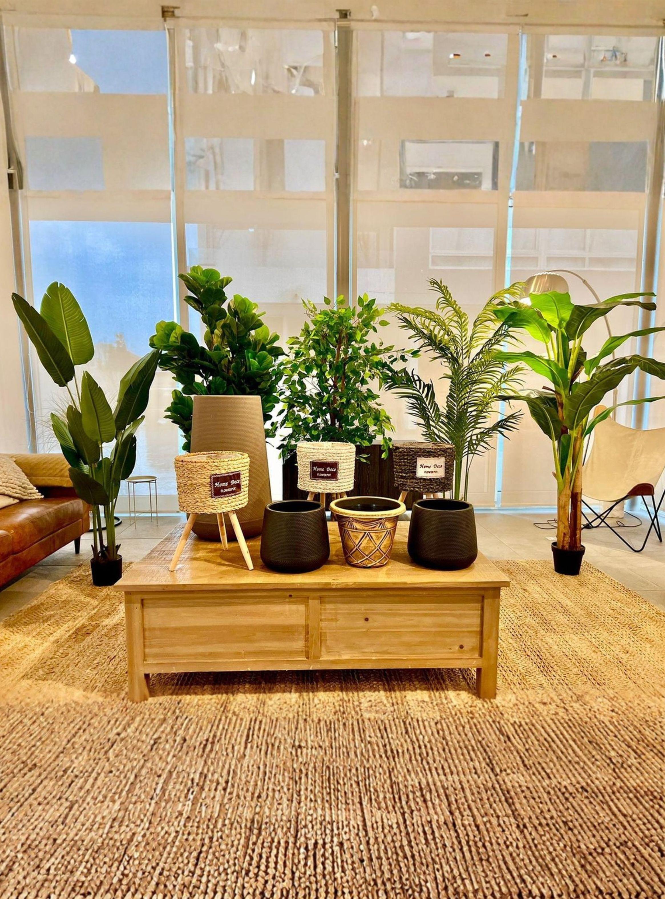 Ficus Decorativo 180 cm - 1180 Hojas p/ Interior y Terraza-7