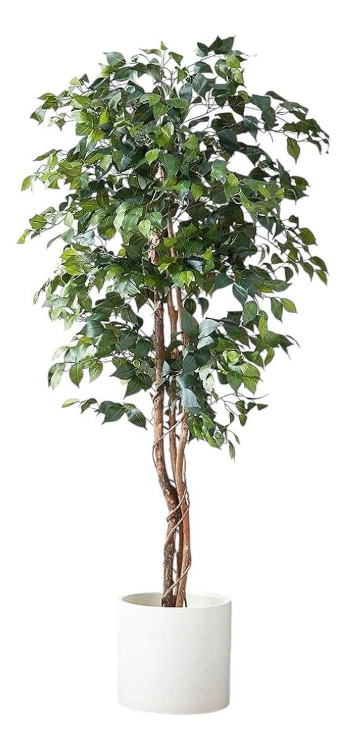 Ficus Decorativo 180 cm - 1180 Hojas p/ Interior y Terraza-1