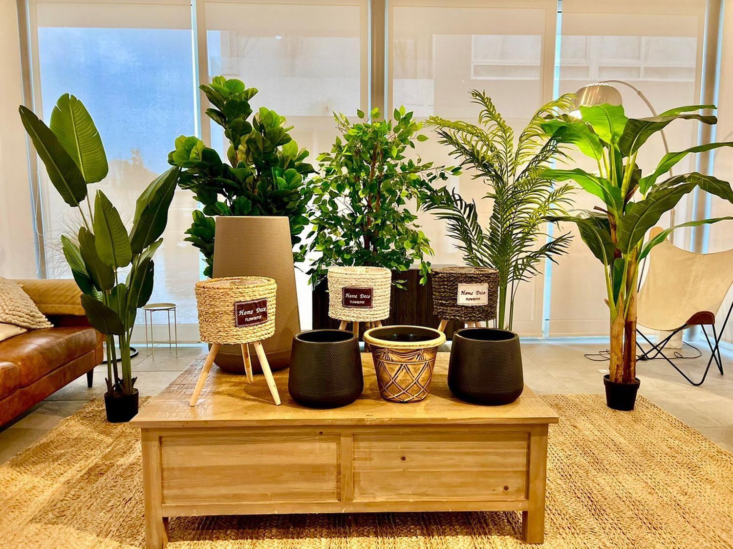 Planta Artificial Ficus Lyrata 180 Cm. De 88 Hjs Y 3 Troncos-6