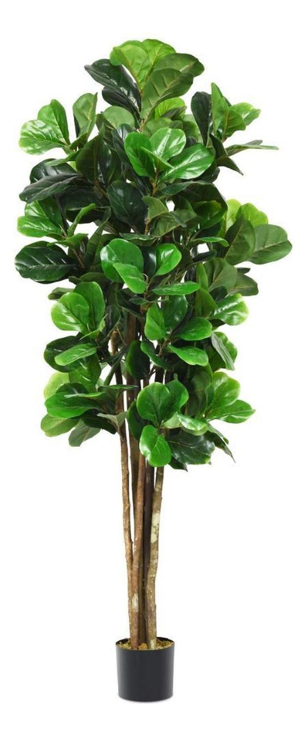 Planta Artificial Ficus Lirata 180 cm / 254 hojas Verde-0