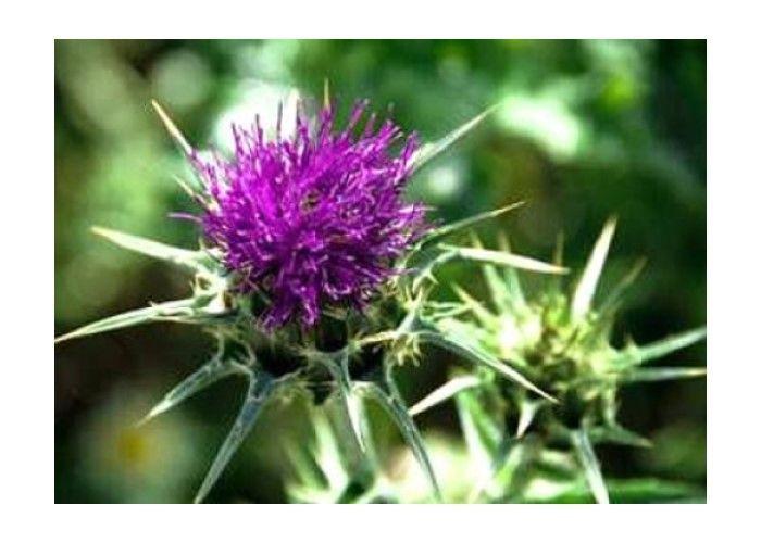 Thorne S.A.T. Milk Thistle Silimarina Curcuma Alcachofa Cuidado Del Higado 60 Caps-2