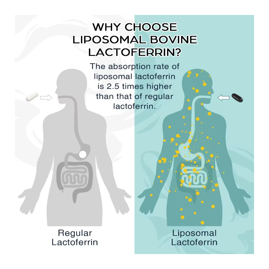 Lactoferrina Liposomal Lactoferrin + Absorcion Hierro 1000mg-3