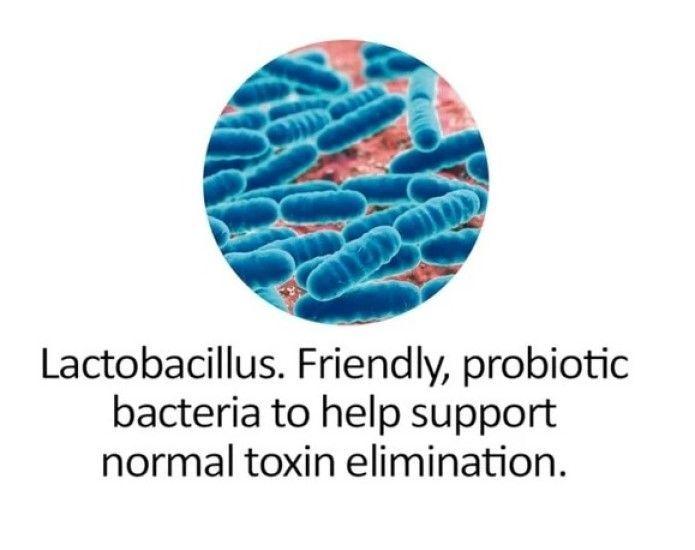 Healthy Kidney Restore Cuidado Limpieza Renal Probioticos 60 DR Caps-2