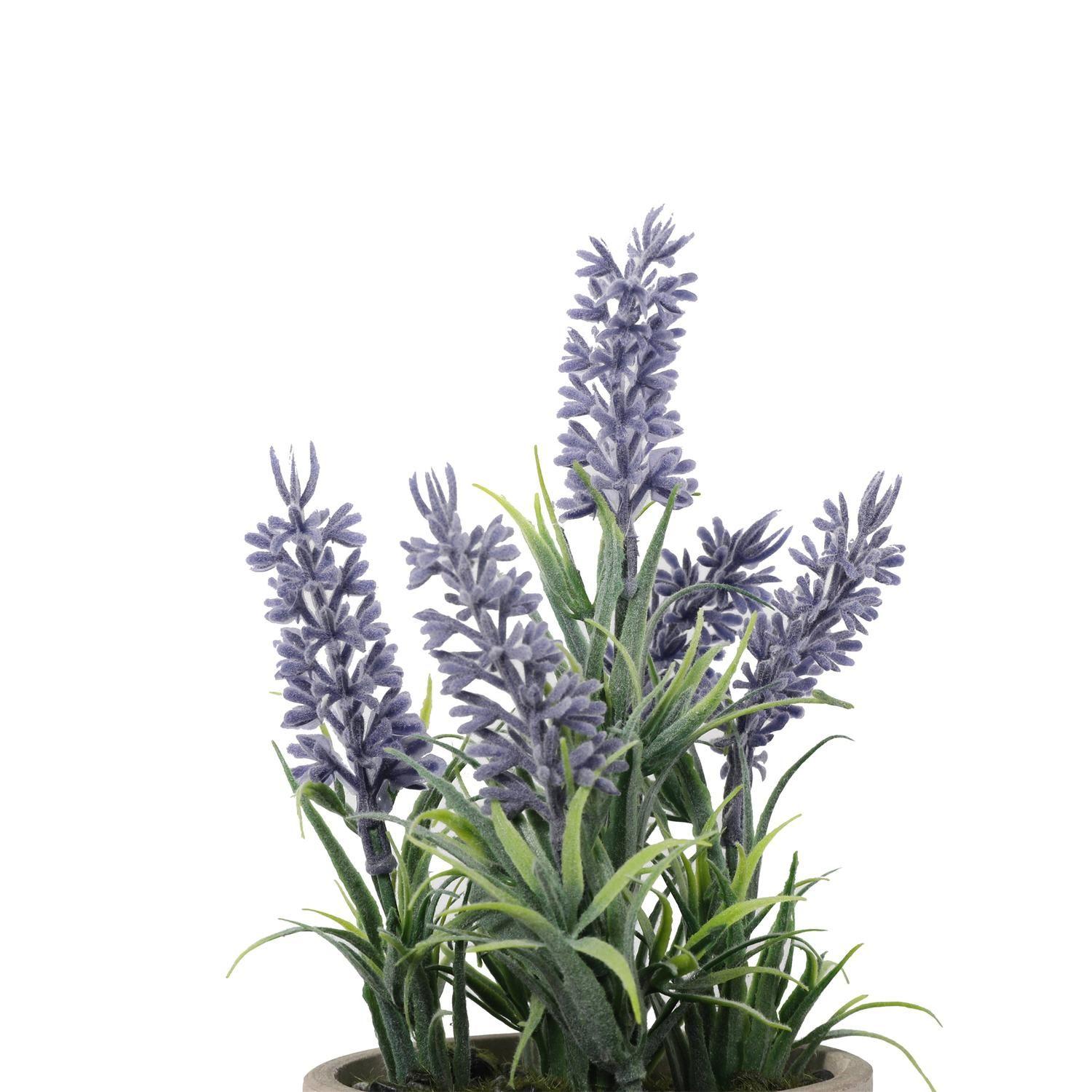 Mini Lavanda 22 Cm-2