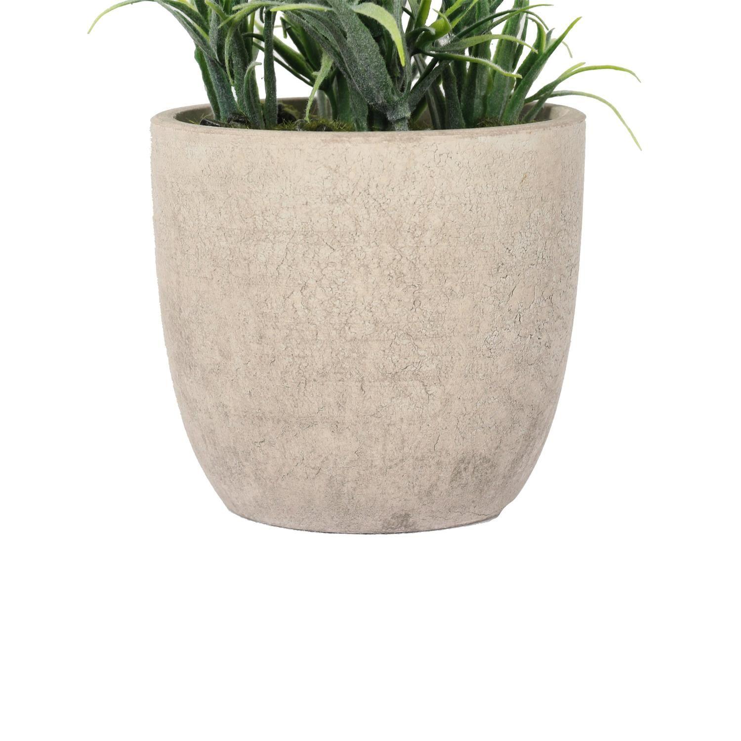 Mini Lavanda 22 Cm-3