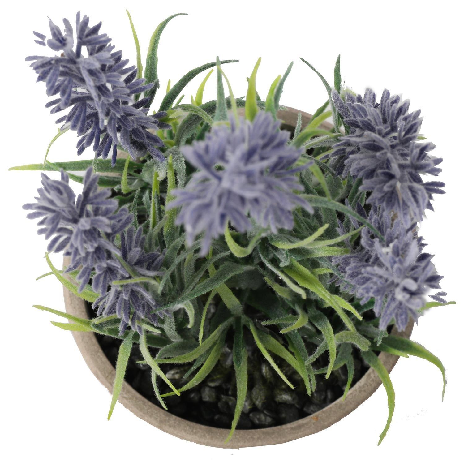 Mini Lavanda 22 Cm-4
