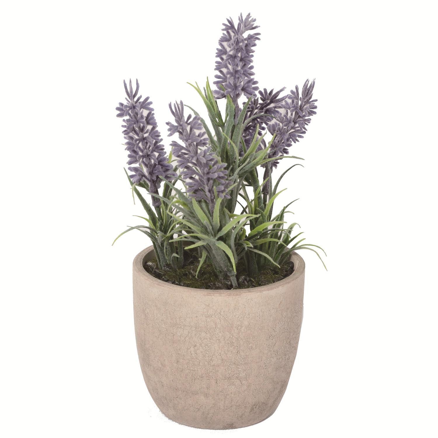 Mini Lavanda 22 Cm-5