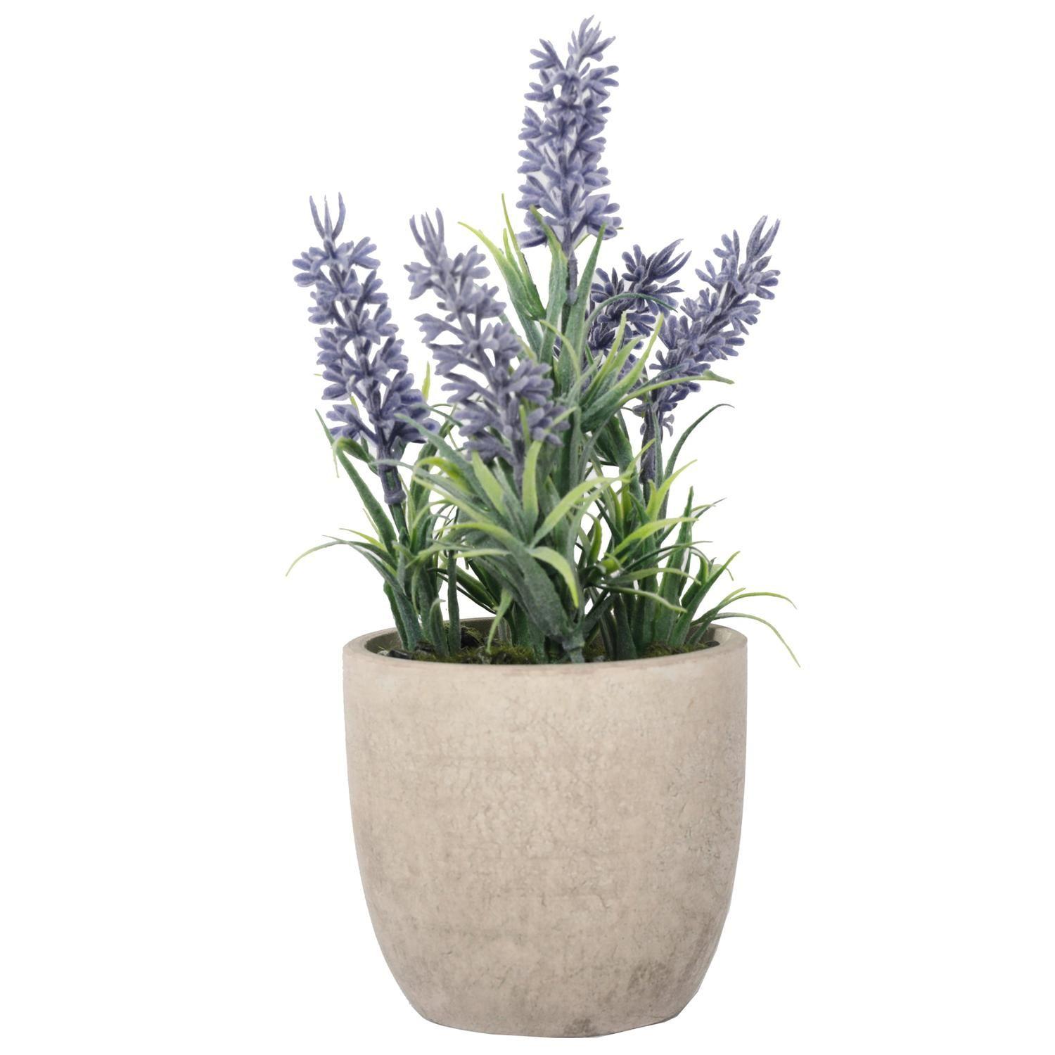 Mini Lavanda 22 Cm-6