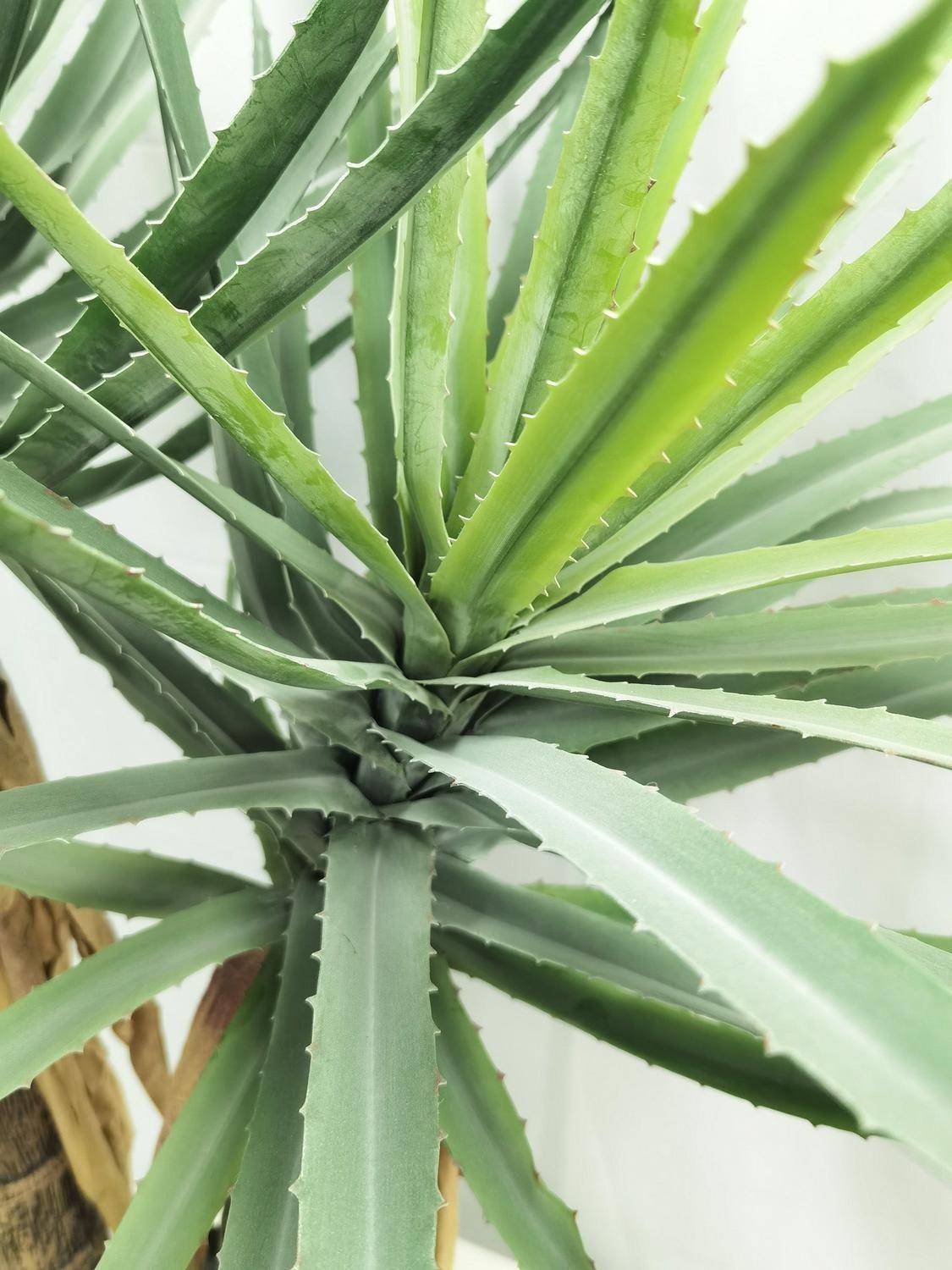 Aloe Vera (150 Cm)-1