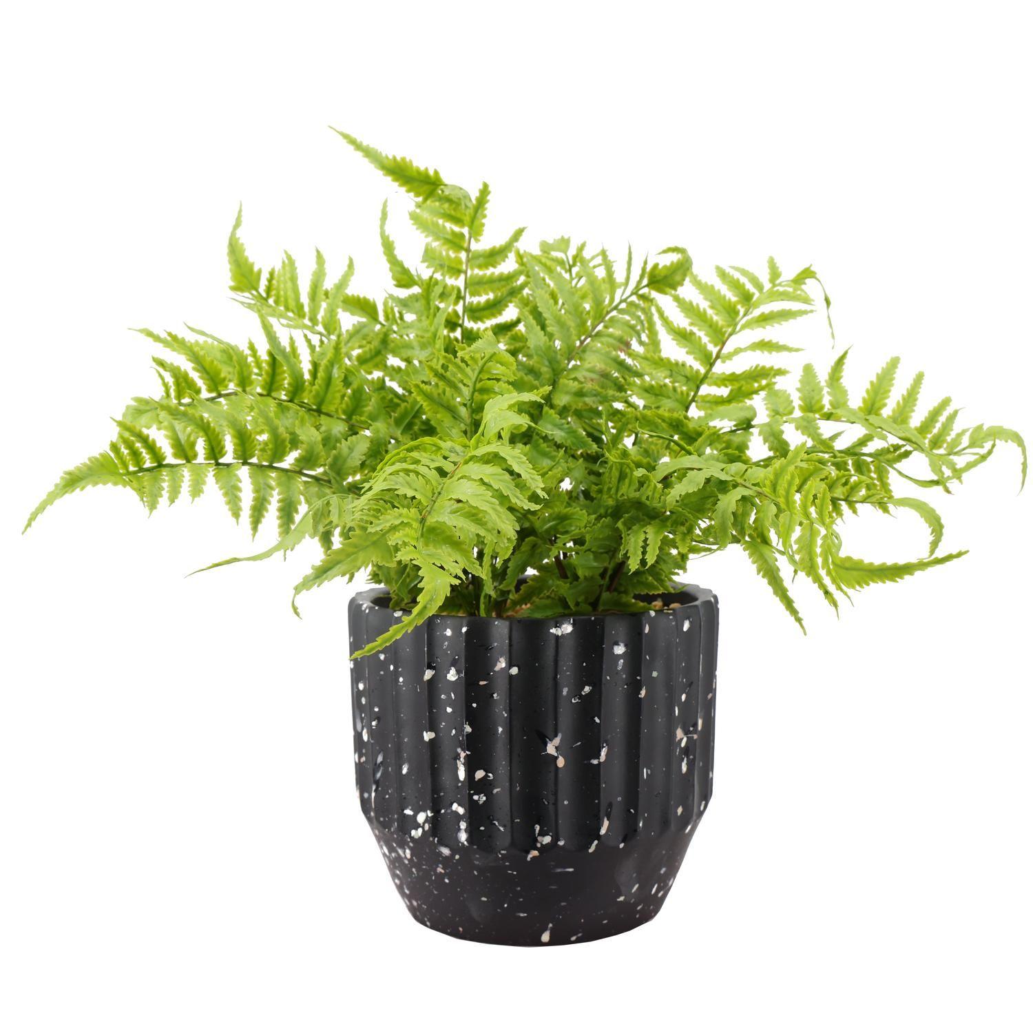 Planta Decorativa Helecho Irene 39 CM con Macetero-0