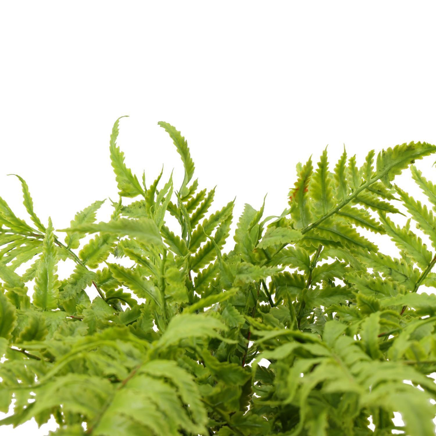 Planta Decorativa Helecho Irene 39 CM con Macetero-3