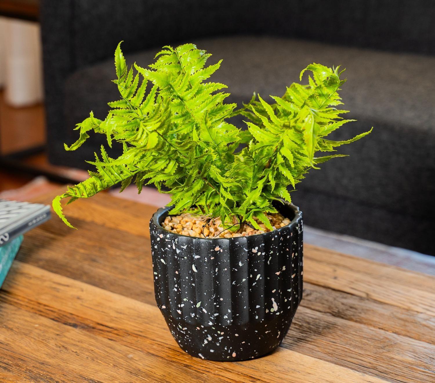 Planta Decorativa Helecho Irene 39 CM con Macetero-1