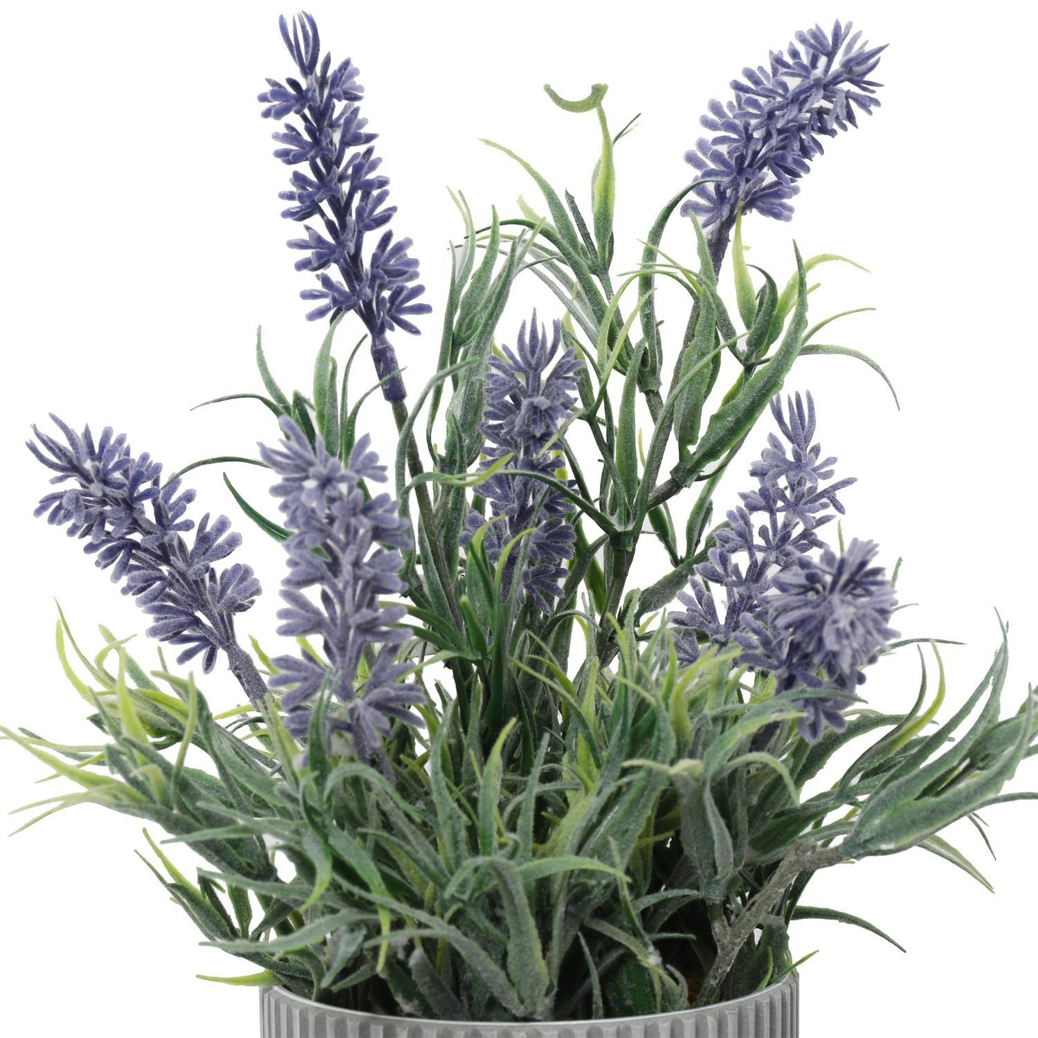 Mini Lavanda 25 Cm-2