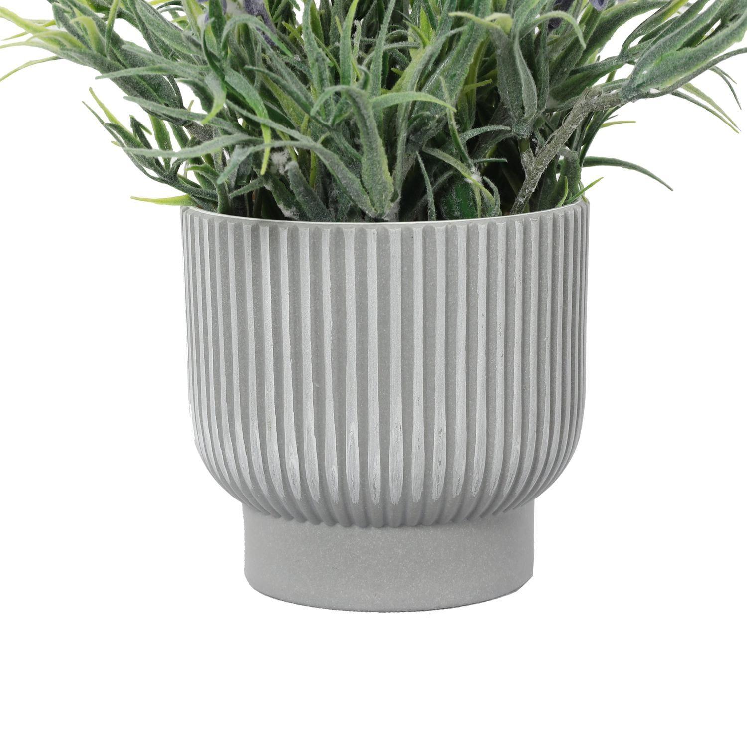 Mini Lavanda 25 Cm-3