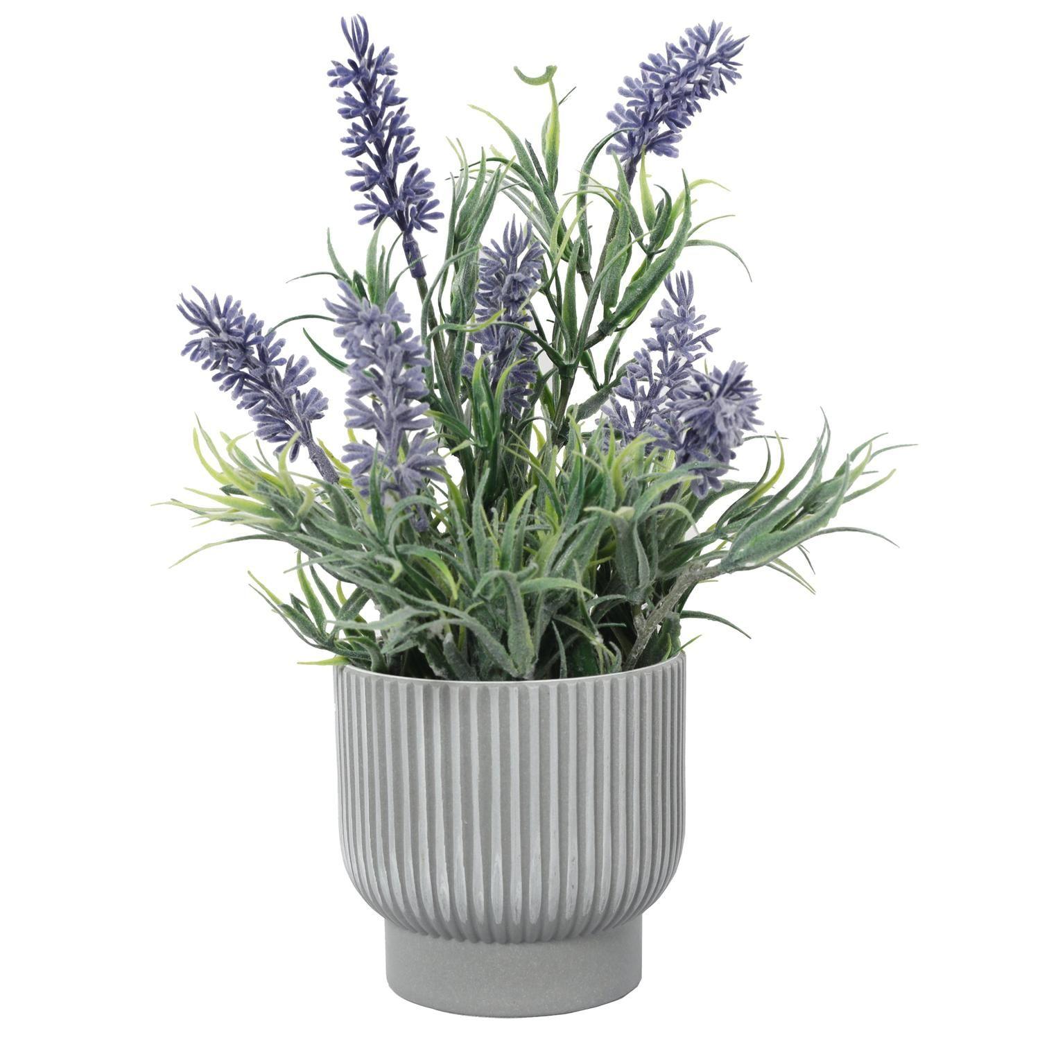 Mini Lavanda 25 Cm-4