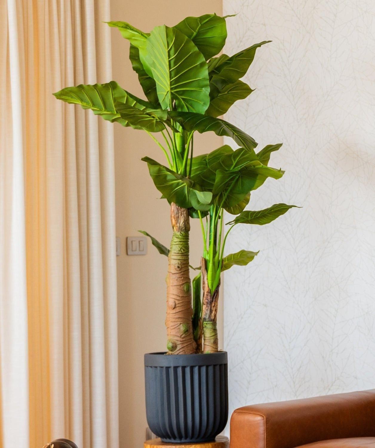 Taro 135 CM-2