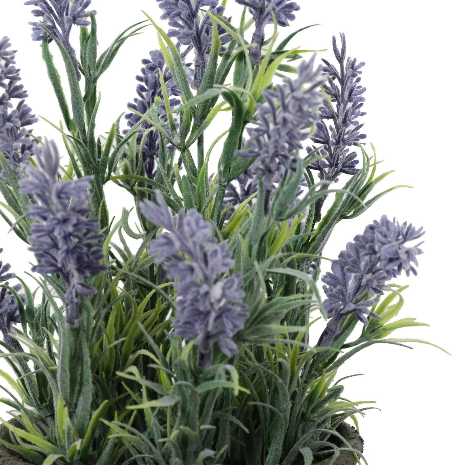 Mini Lavanda 31 Cm-4