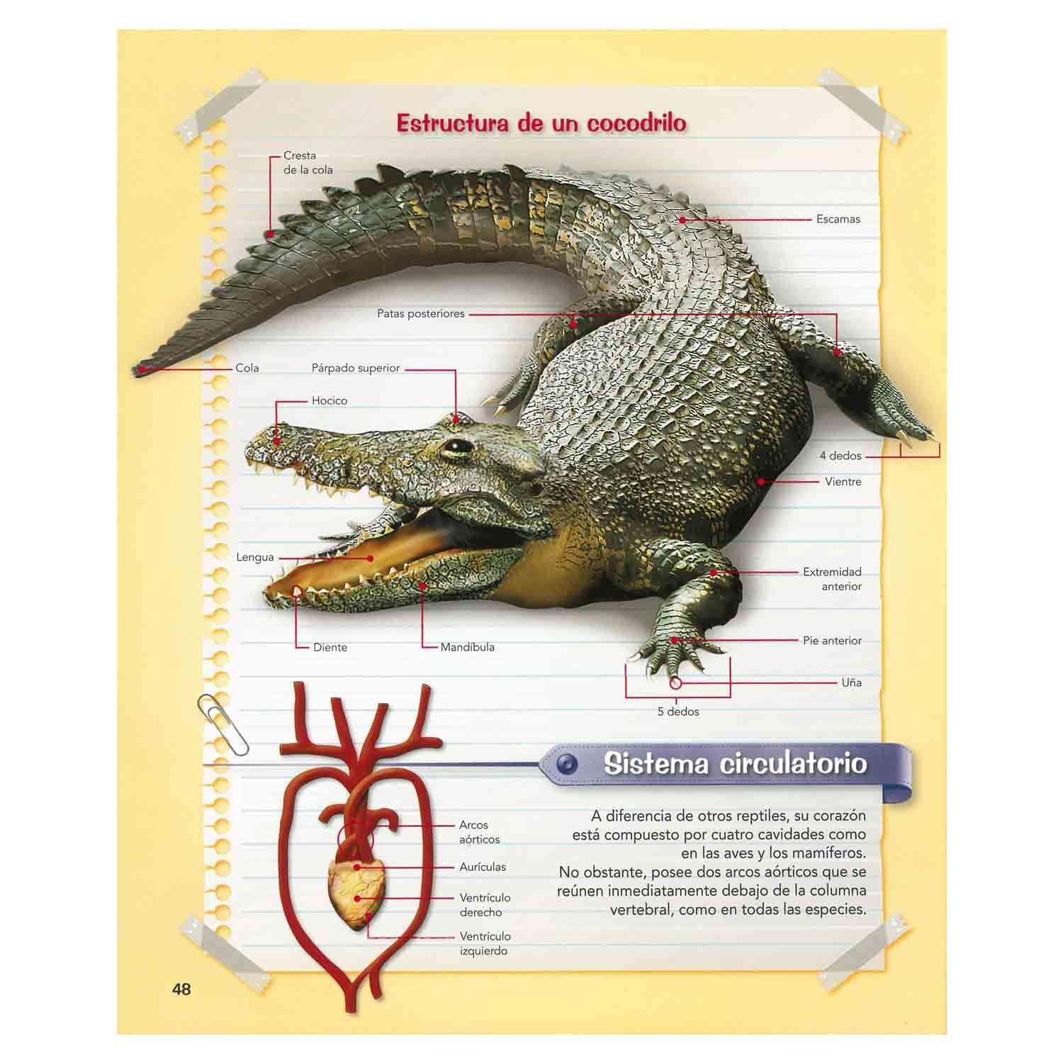 El Mundo Animal Practikids Escolar-1