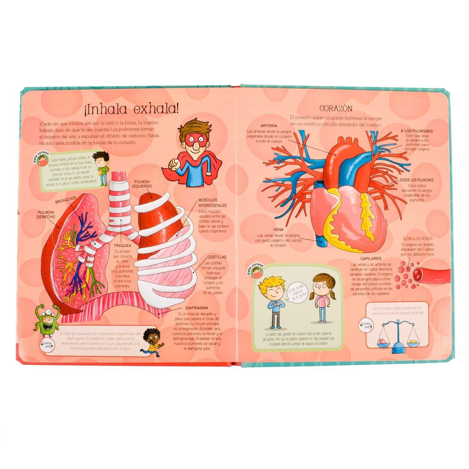 Cuerpo Humano -1