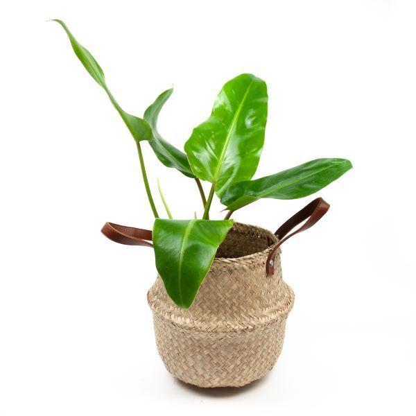 Canasto Bondi (Canasto de Fibra Natural) XL-0
