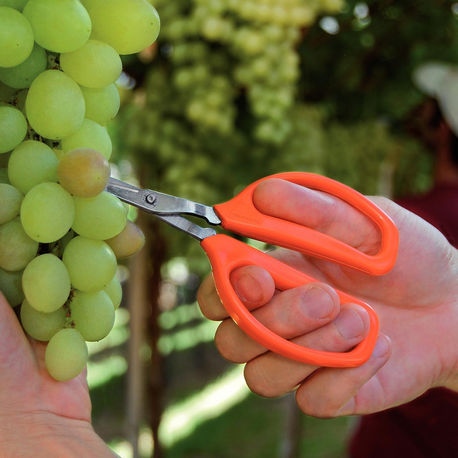 Tijera Para Frutas Con Láminas De Acero Inox Tramontina-5