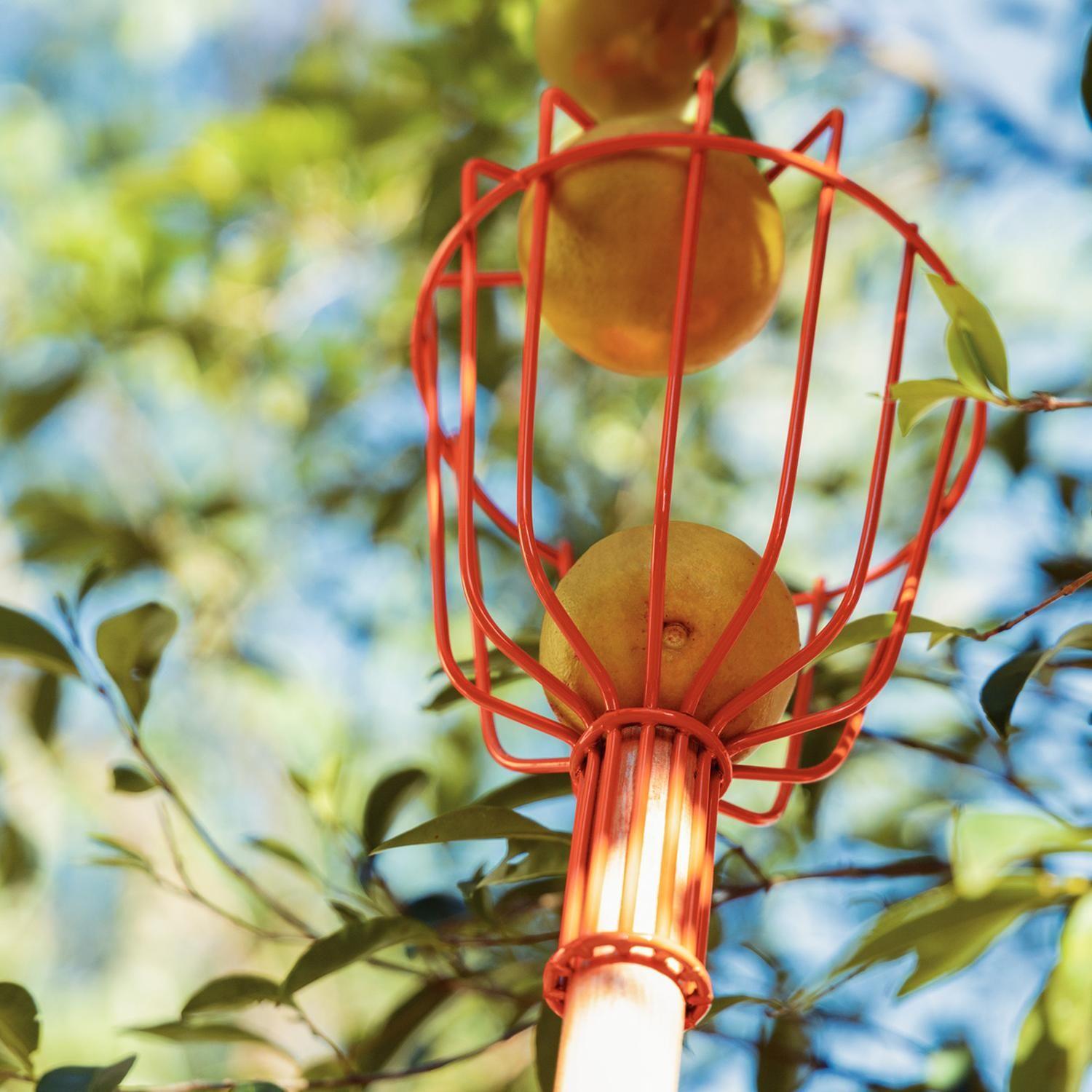 Recolector De Frutas Mango Madera 145Cm Tramontina-4