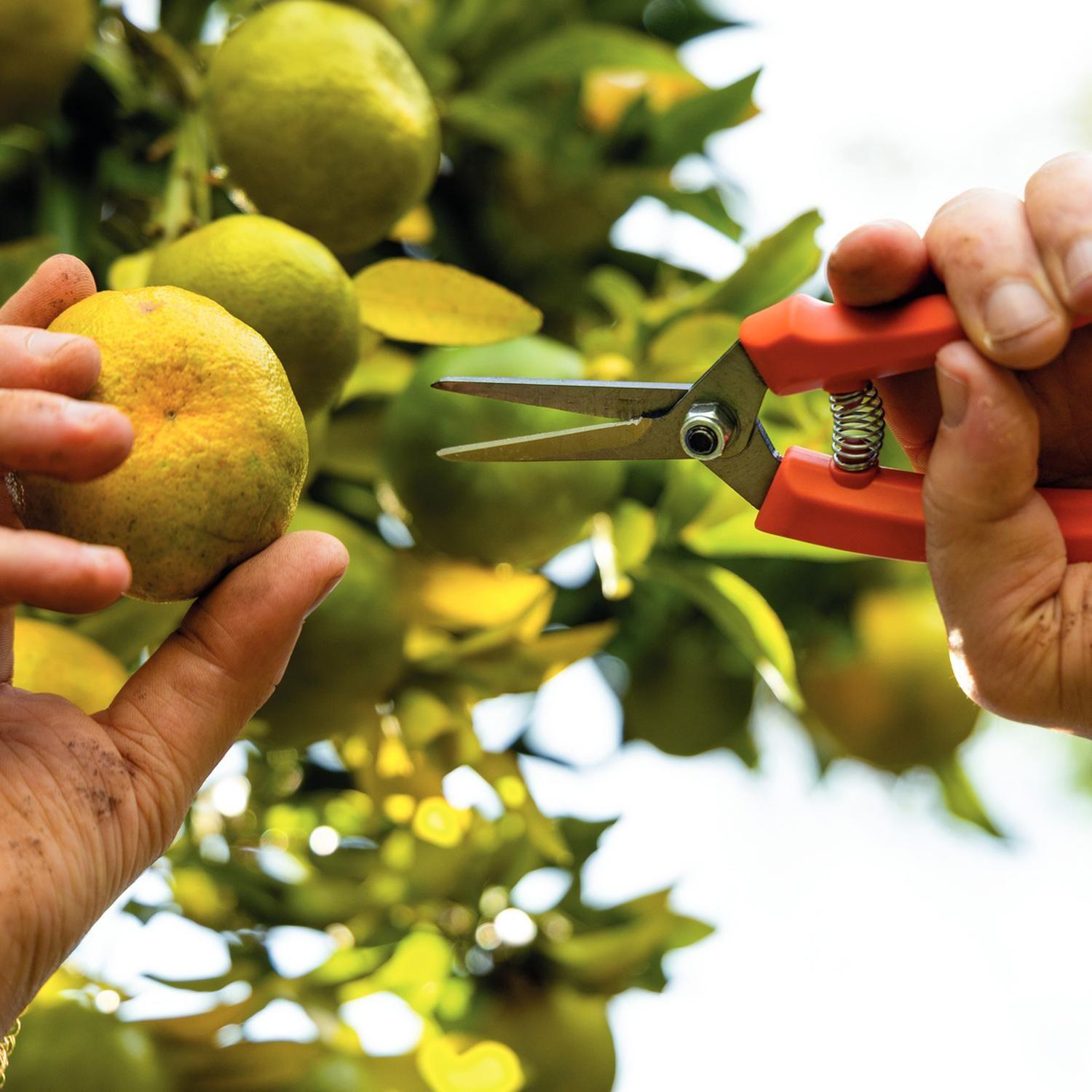 Tijeras Para Podar Frutas Con Mango Plástico Tramontina-2