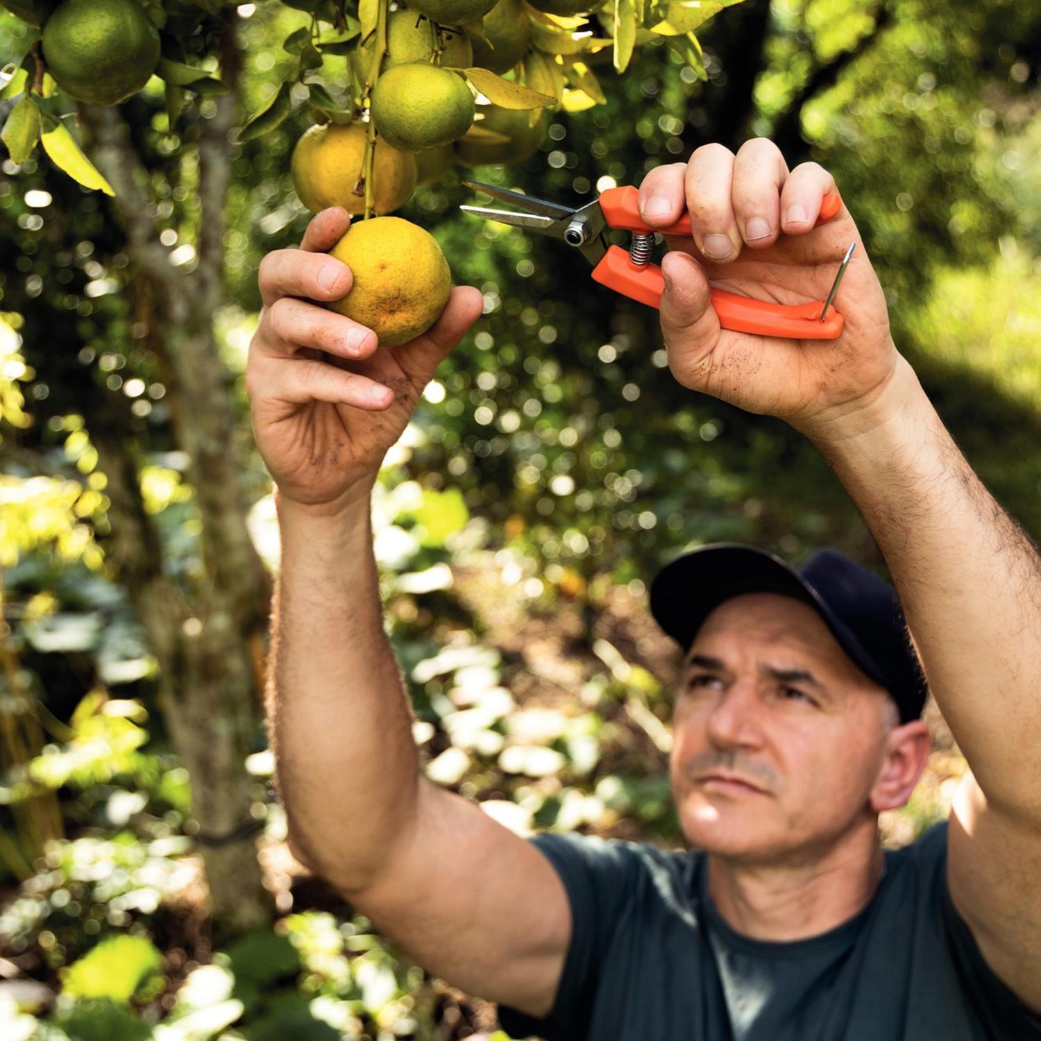 Tijeras Para Podar Frutas Con Mango Plástico Tramontina-3