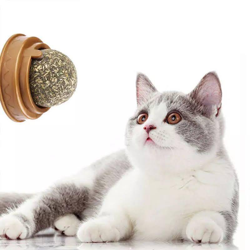 Hierba Gatera Tipo Bolita Prensada Snack Para Pared-3