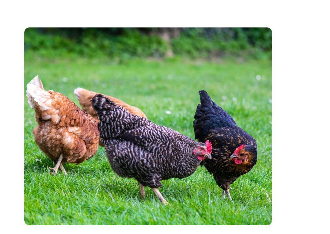Multivitamínico Gallinas y aves en general 100 gr-2