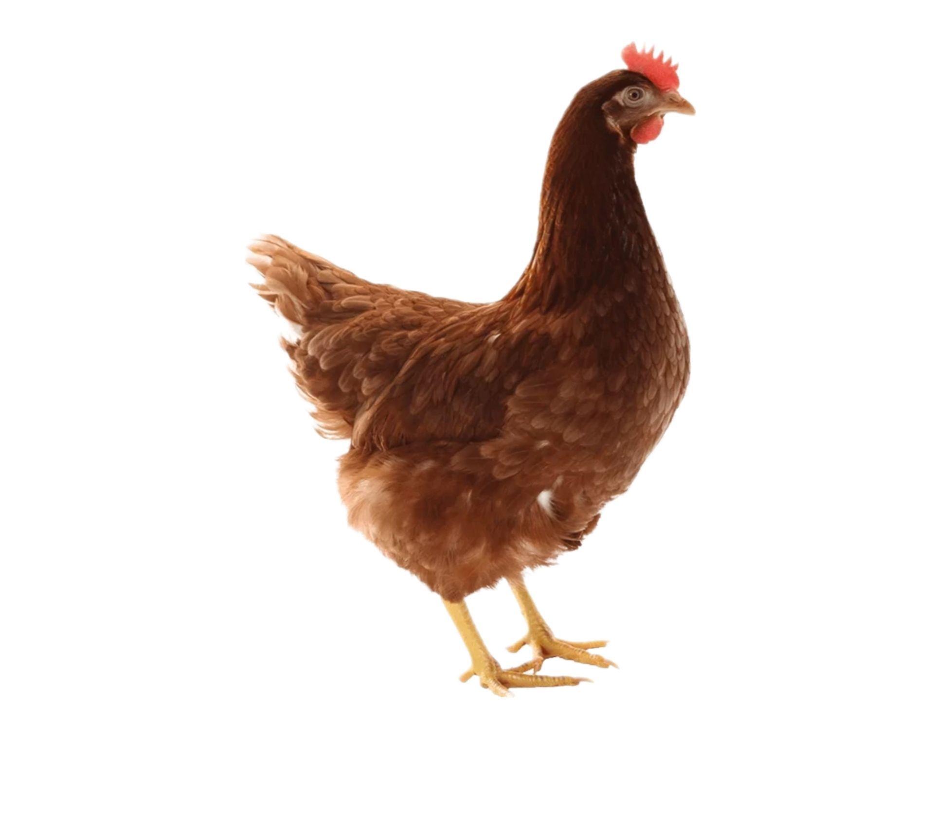 multivitamínico aves - gallinas patos gansos pavos loros catas y todo tipo de aves formato sachet -2