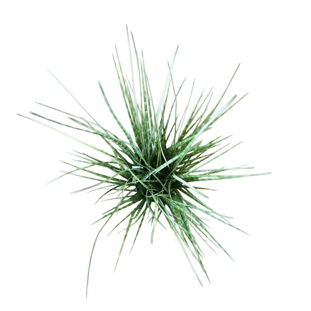 Grass Zebra con Macetero 91 cm de Altura-2