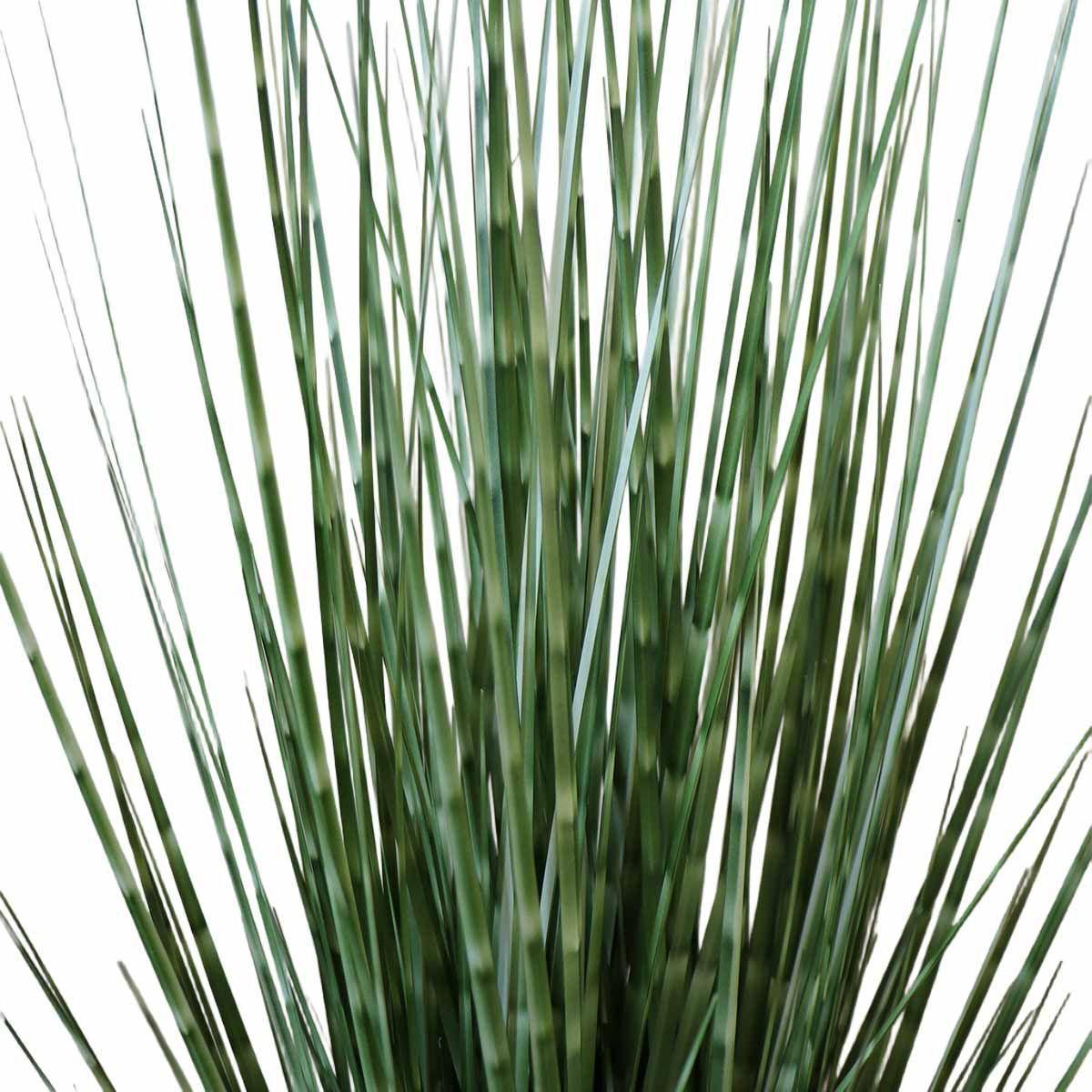 Grass Zebra con Macetero 91 cm de Altura-3