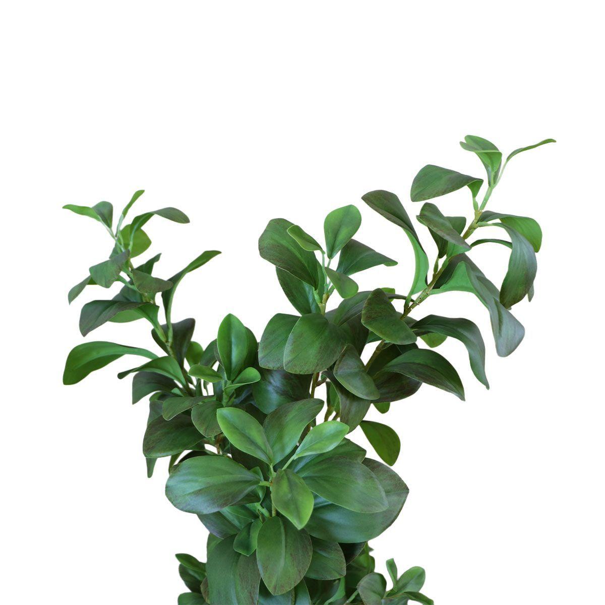 Árbol Watercress Hoja de Berro con Macetero 91 cm de Altura-3