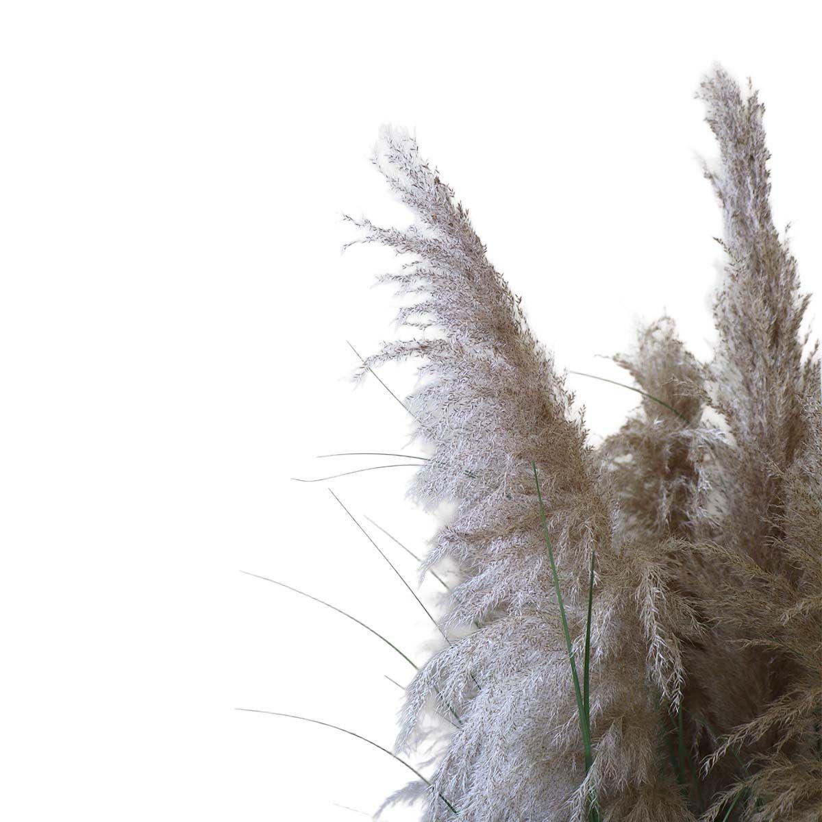 Grass Dried Cola de Zorro con Macetero 170 cm de Altura-3