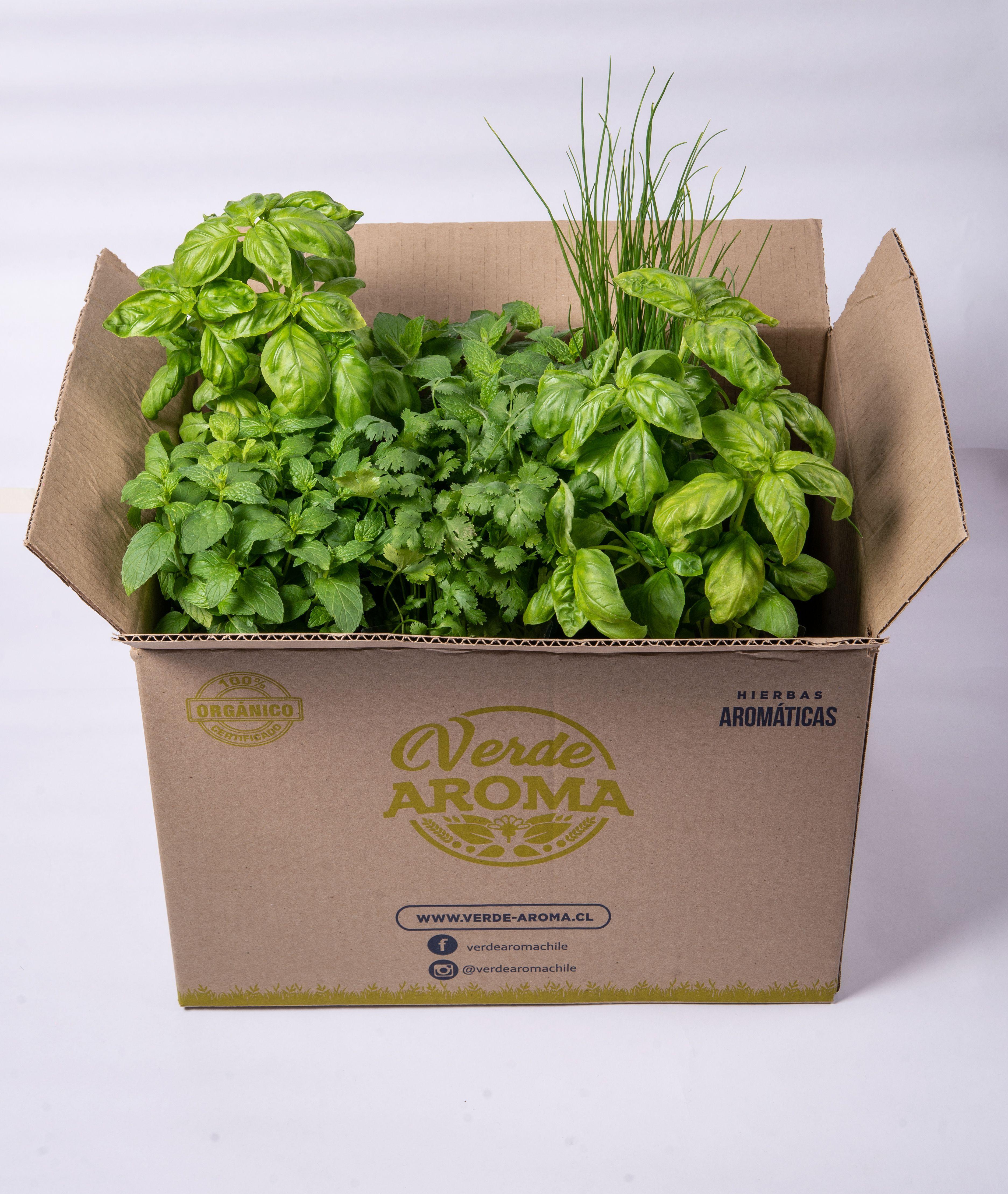 12 Plantas hierbas aromáticas orgánico albahaca menta mix1-0