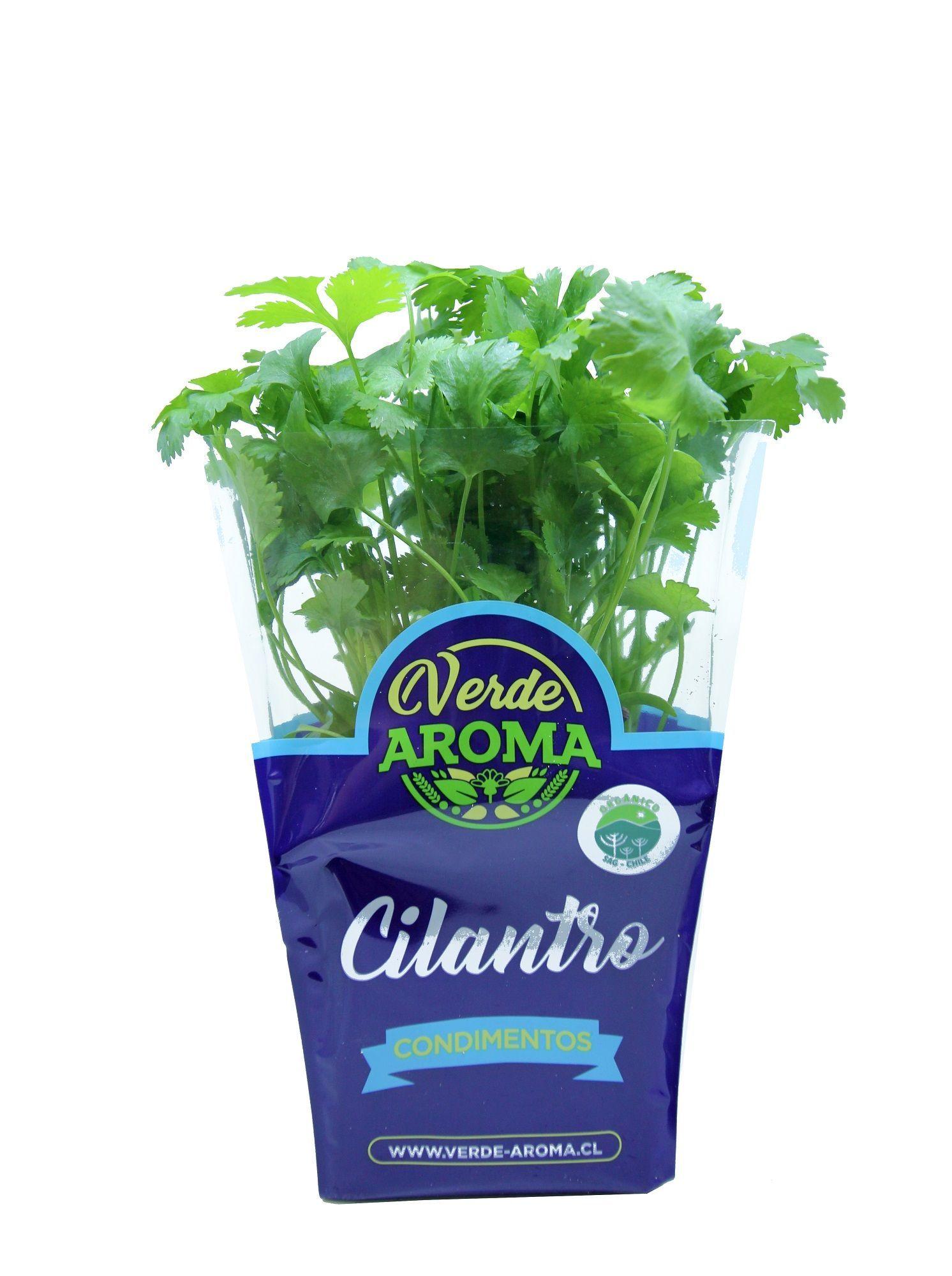 12 Plantas hierbas aromáticas orgánico albahaca menta mix1-1