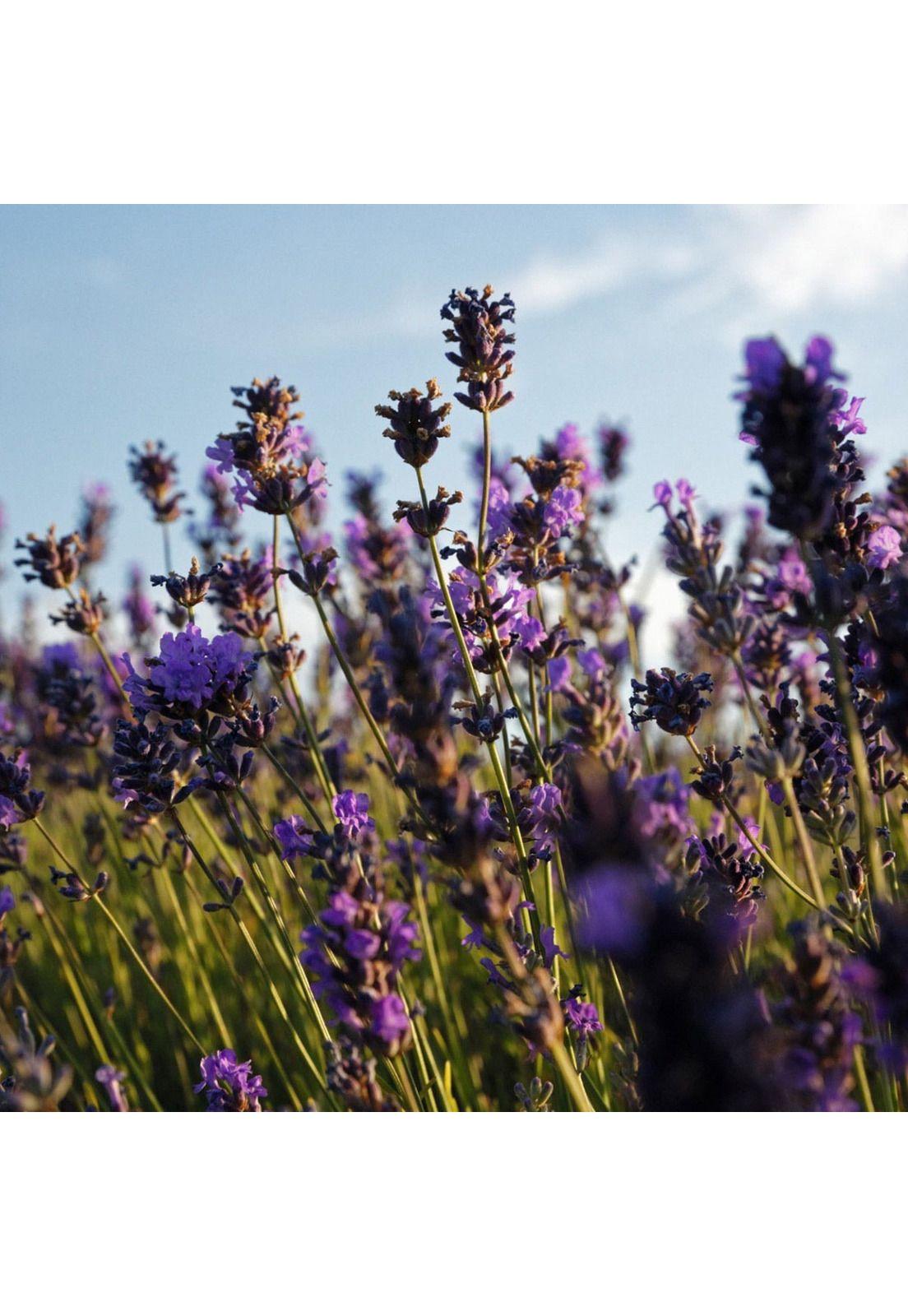 Jabón Sólido Karité Lavanda 100 gr LOccitane-4